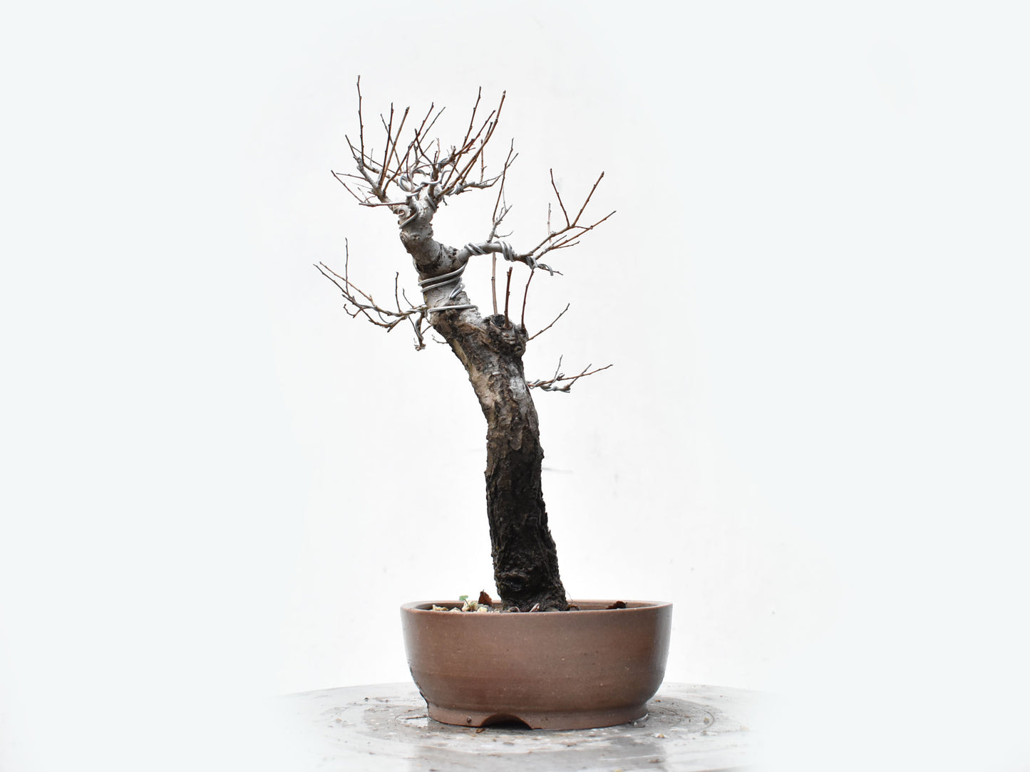 OLMO SIBERIANO (Ulmus Pumila)