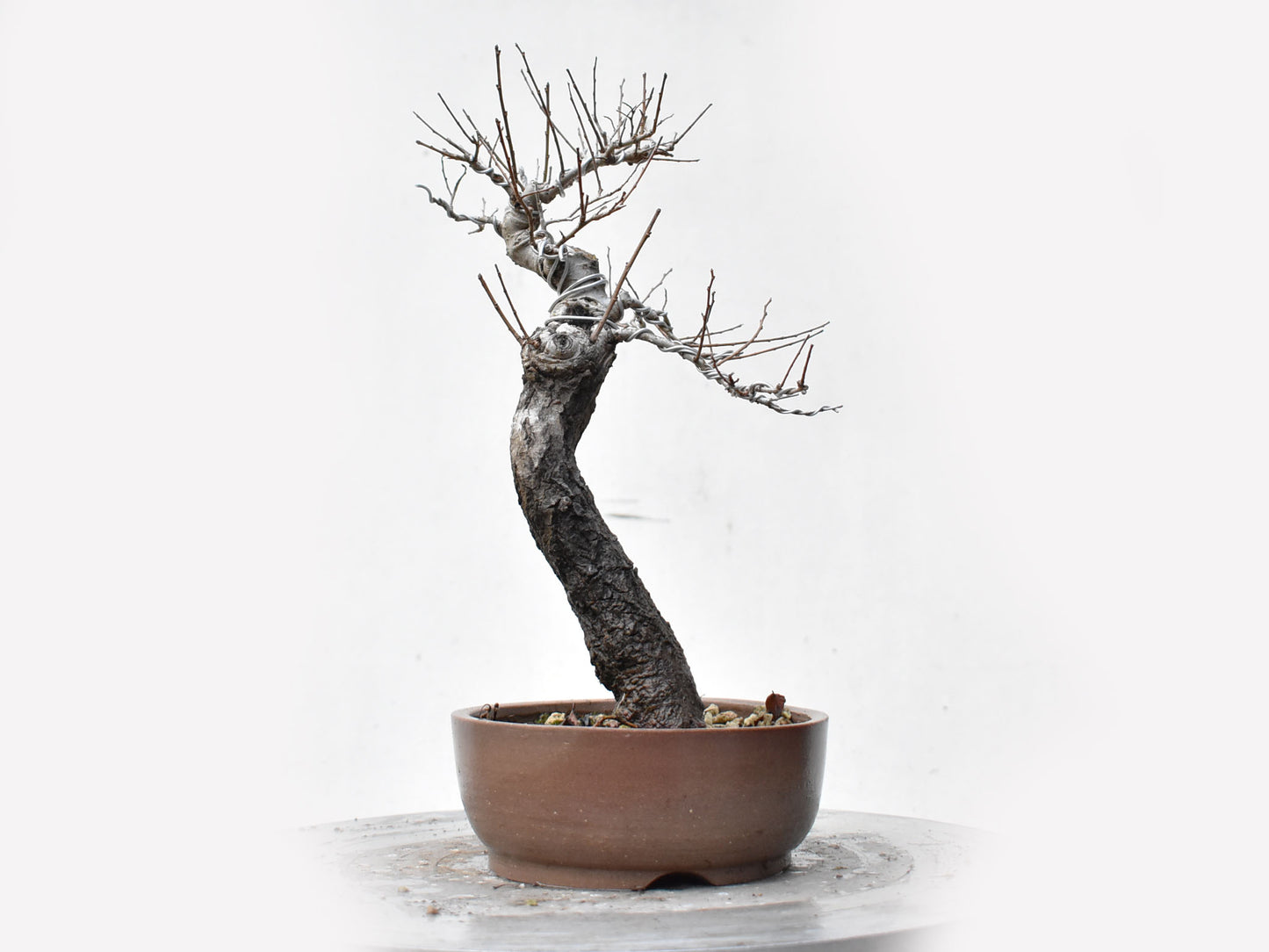 OLMO SIBERIANO (Ulmus Pumila)