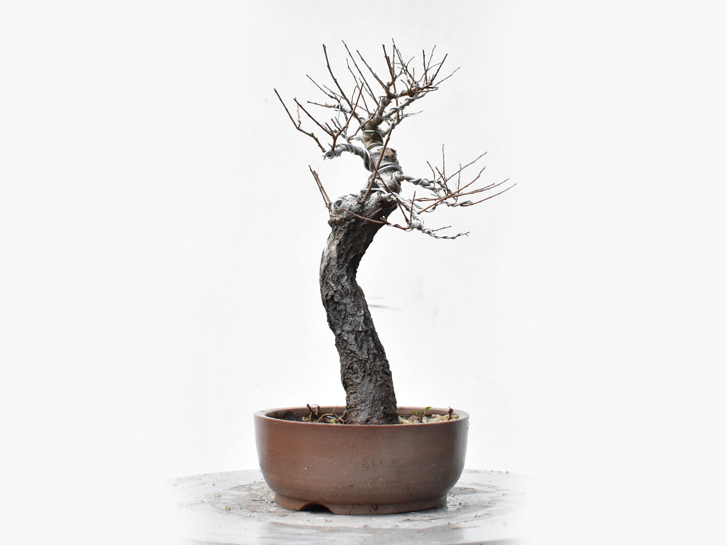 OLMO SIBERIANO (Ulmus Pumila)