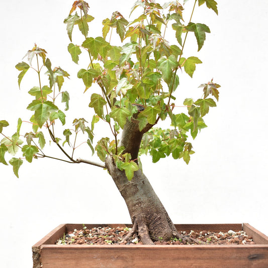 ARCE TRIDENTADO (Acer Buergerianum)