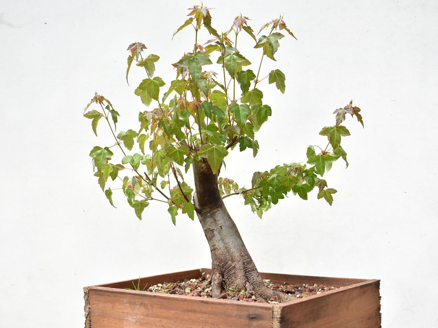 ARCE TRIDENTADO (Acer Buergerianum)