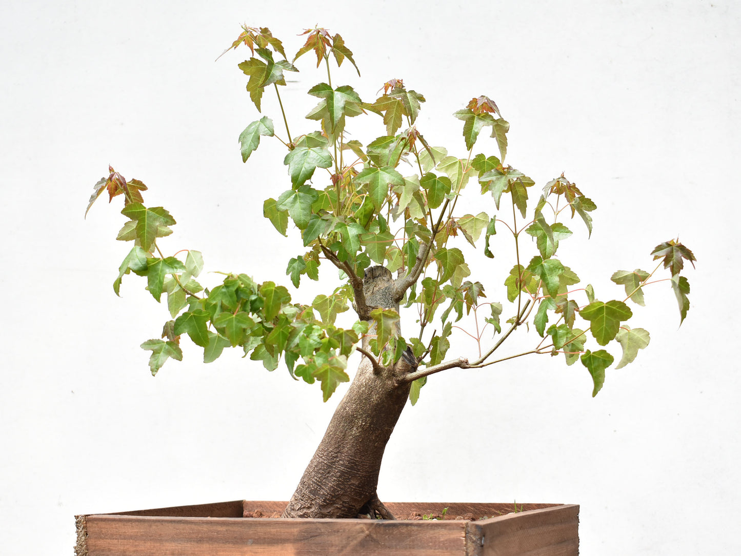 ARCE TRIDENTADO (Acer Buergerianum)