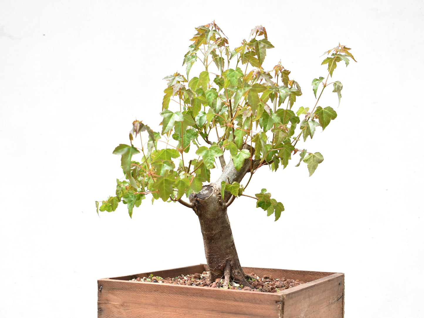 ARCE TRIDENTADO (Acer Buergerianum)