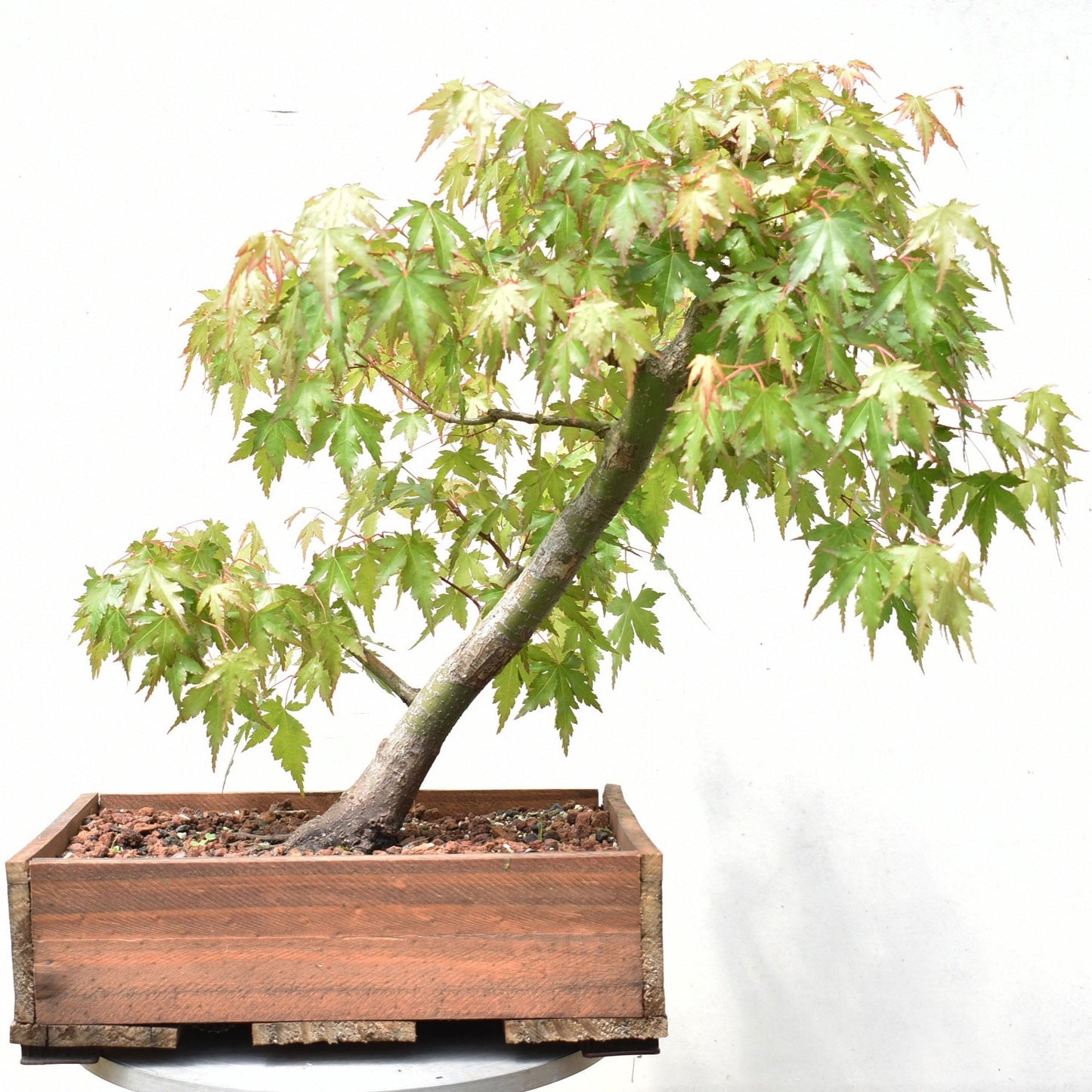 ARCE JAPONES (Acer Palmatum)