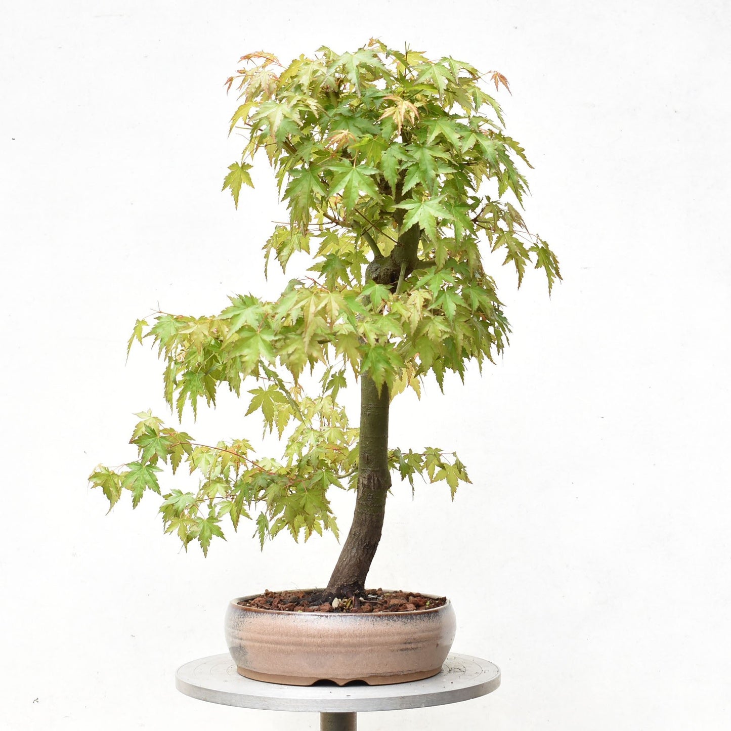 ARCE JAPONES (Acer Palmatum)