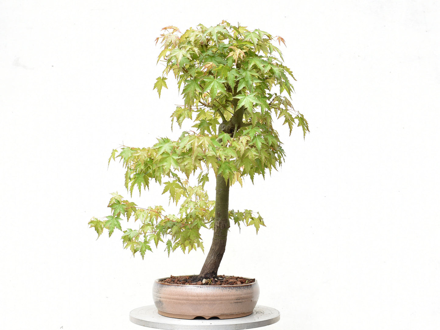 ARCE JAPONES (Acer Palmatum)