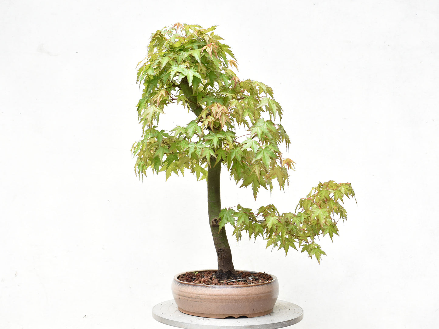 ARCE JAPONES (Acer Palmatum)