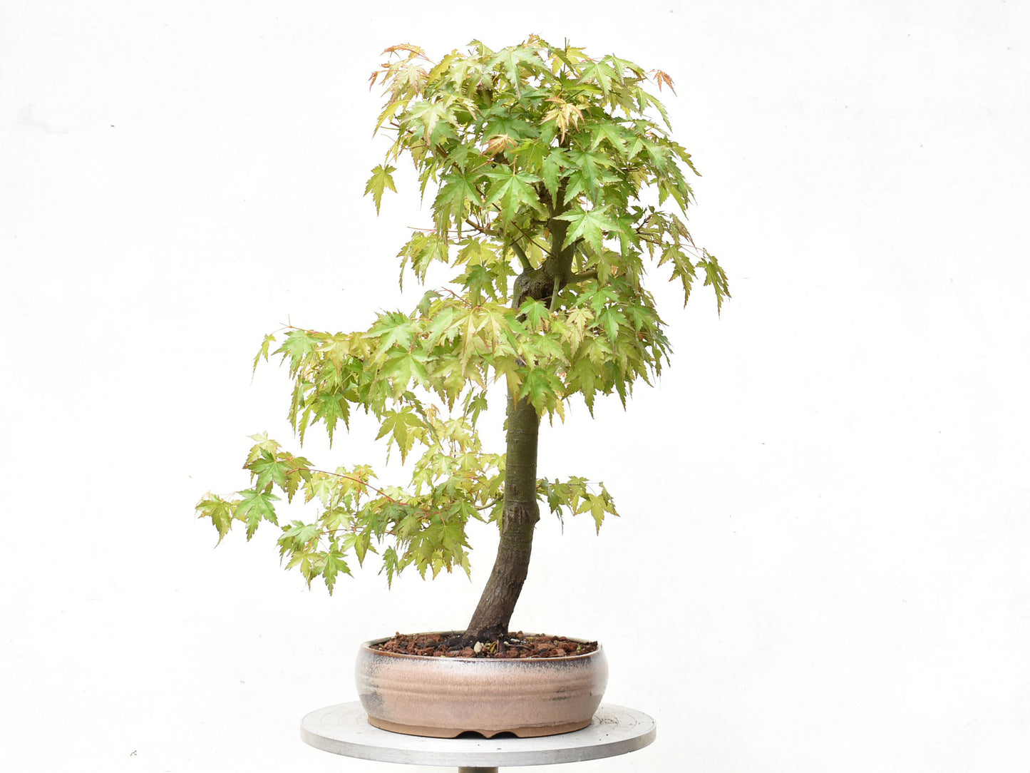 ARCE JAPONES (Acer Palmatum)