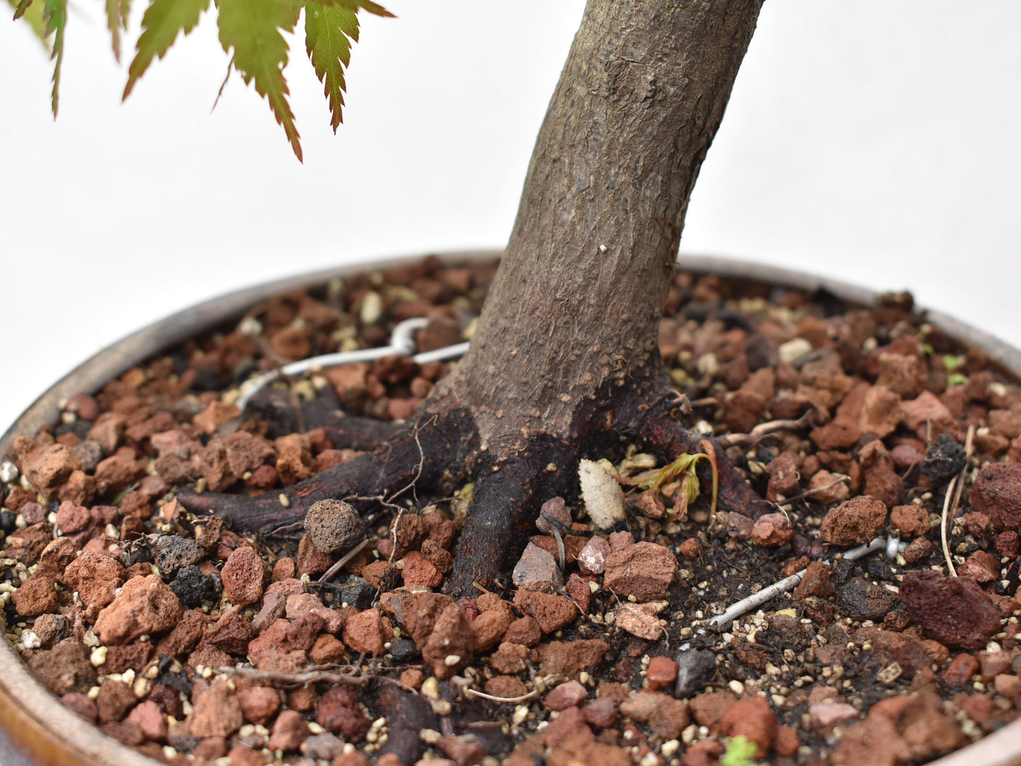 ARCE JAPONES (Acer Palmatum)