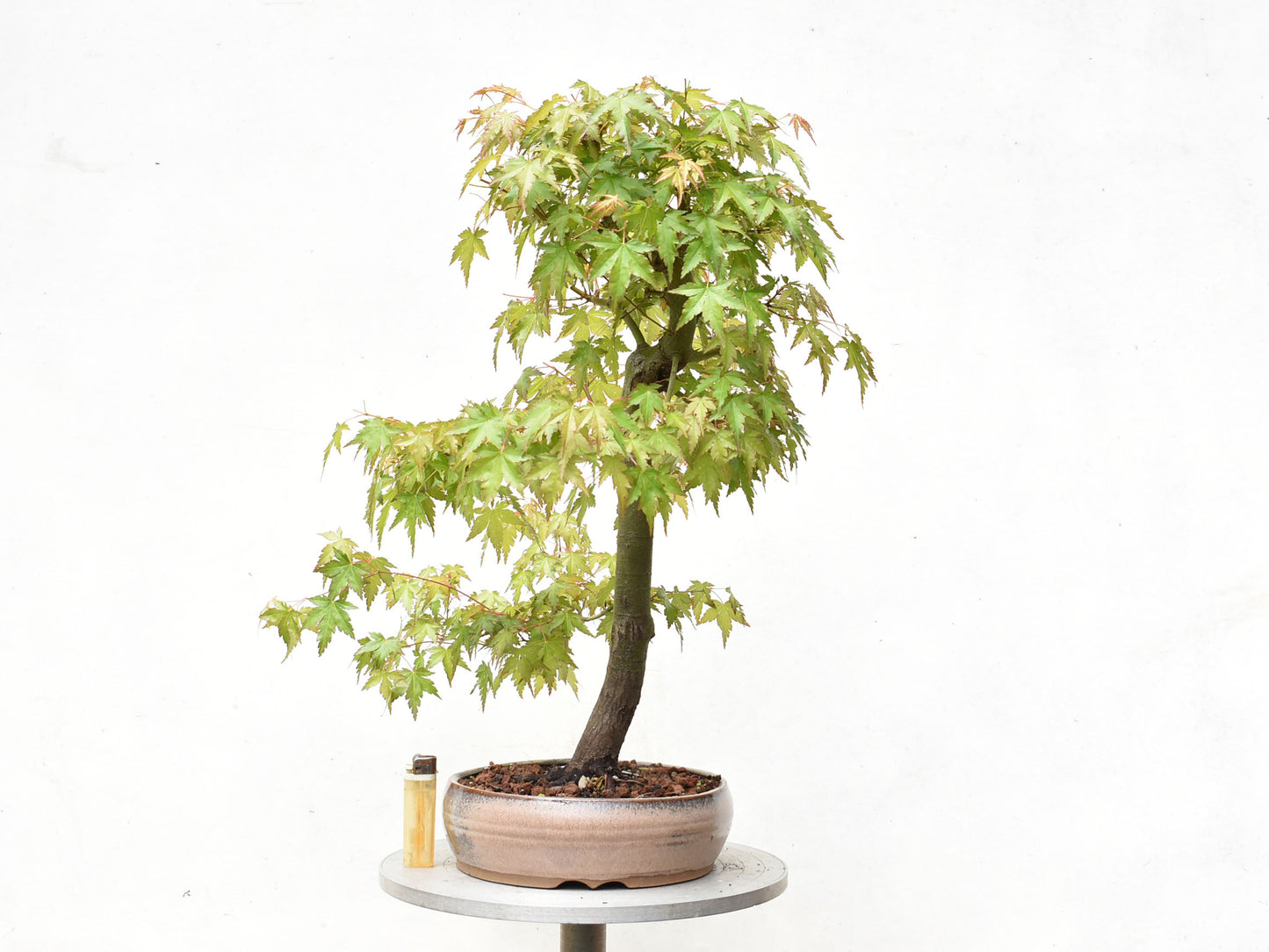 ARCE JAPONES (Acer Palmatum)