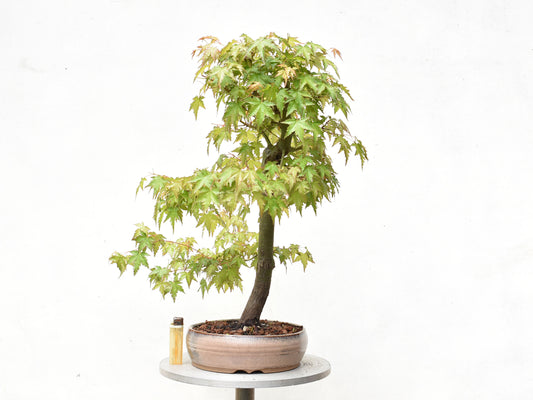 ARCE JAPONES (Acer Palmatum)