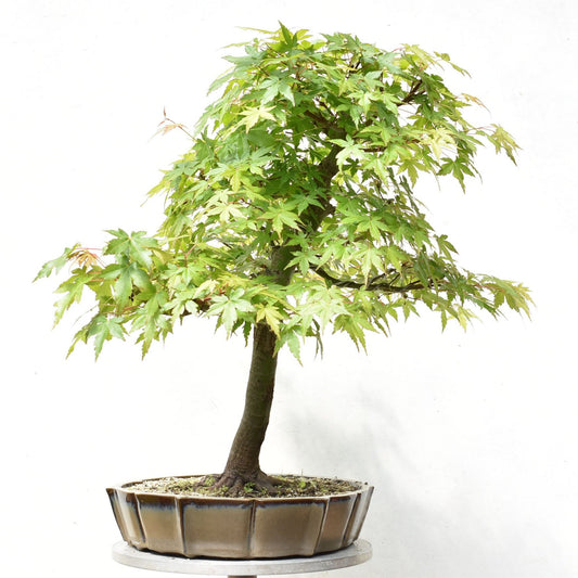 ARCE JAPONES (Acer Palmatum)