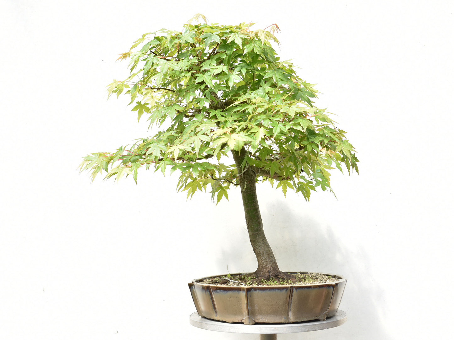 ARCE JAPONES (Acer Palmatum)