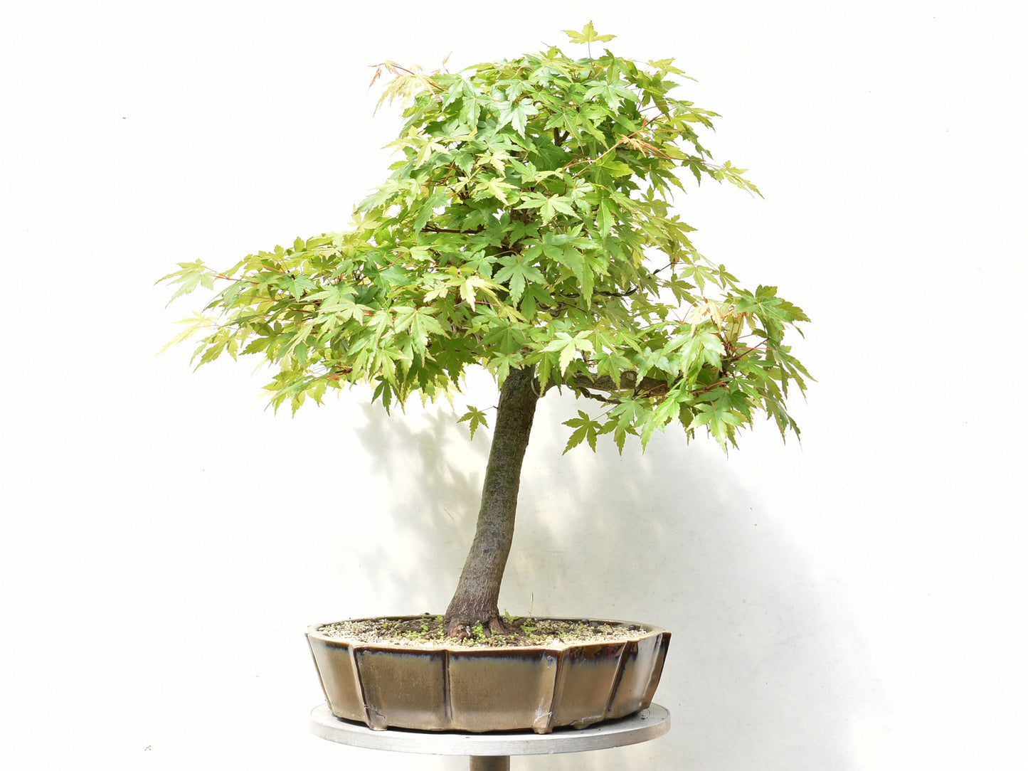 ARCE JAPONES (Acer Palmatum)