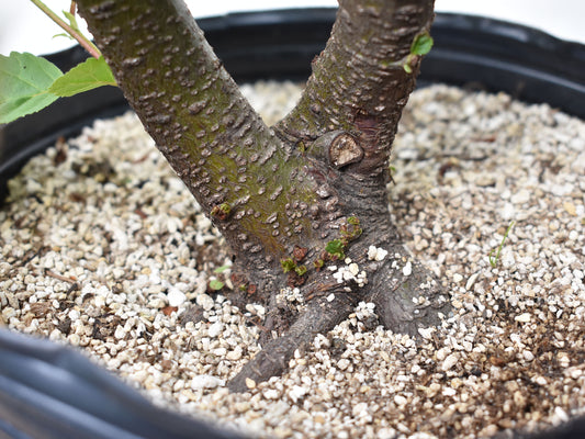 Plantin de ALISO (ALNUS GLUTINOSA)