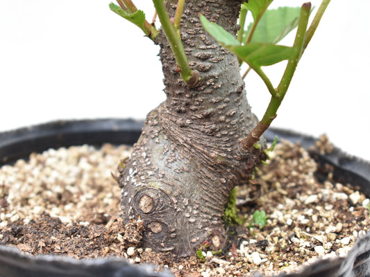 Base de ALISO (ALNUS GLUTINOSA)