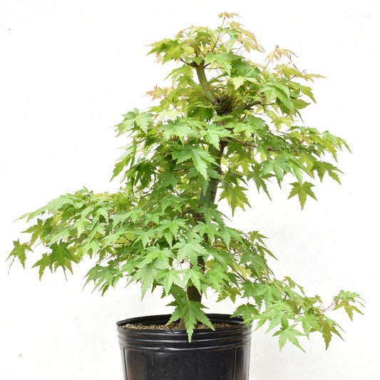 ARCE JAPONES (Acer Palmatum)