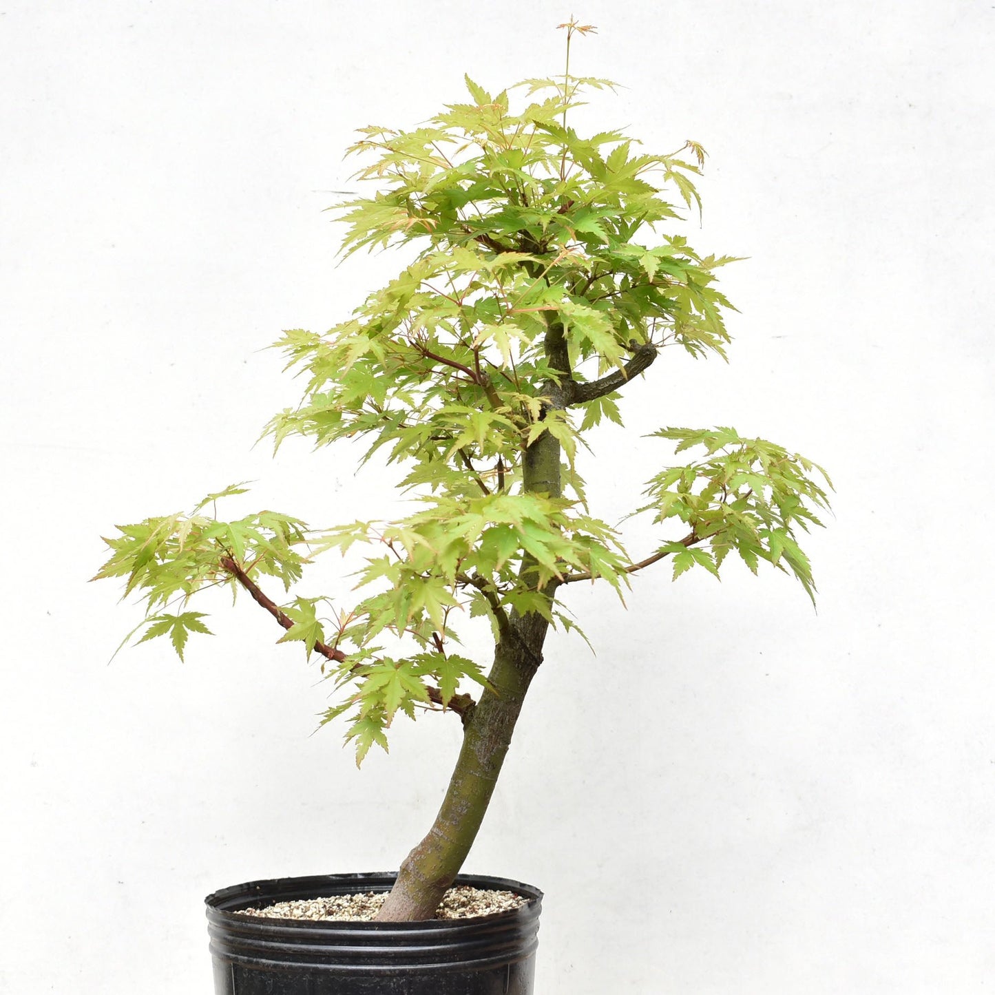 ARCE JAPONES (Acer Palmatum)