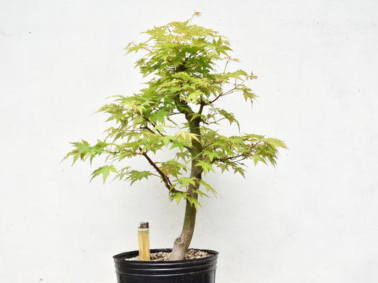 ARCE JAPONES (Acer Palmatum)