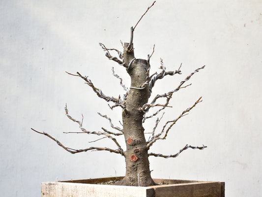 ALISO (Alnus Incana)