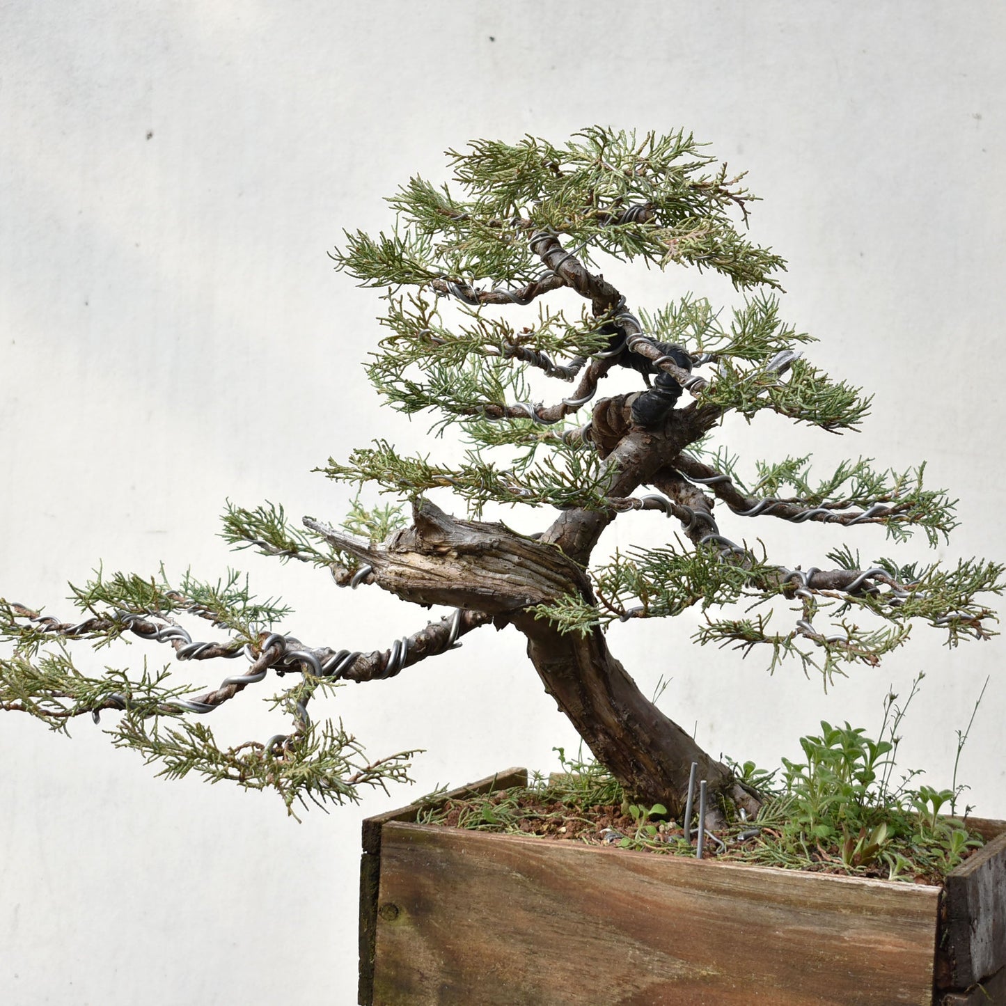 ENEBRO (Juniperus )