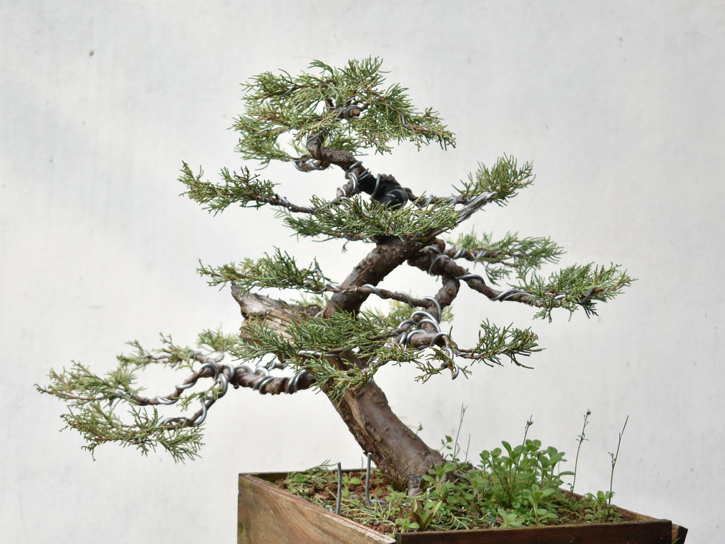 ENEBRO (Juniperus )
