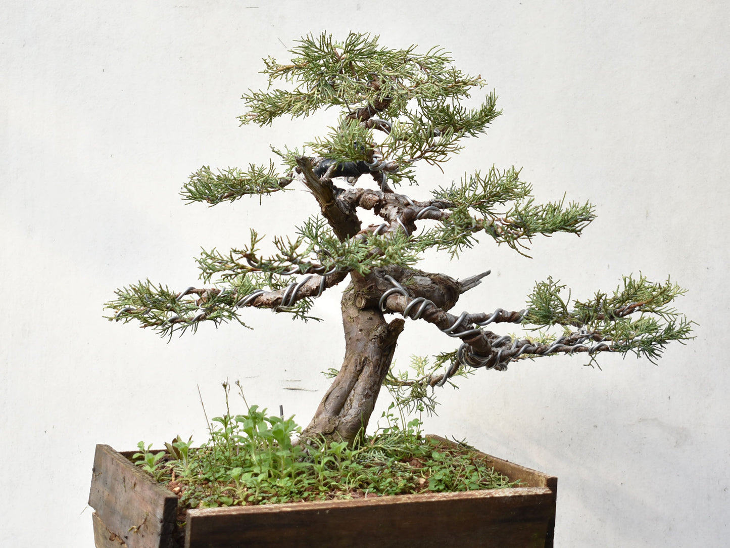 ENEBRO (Juniperus )