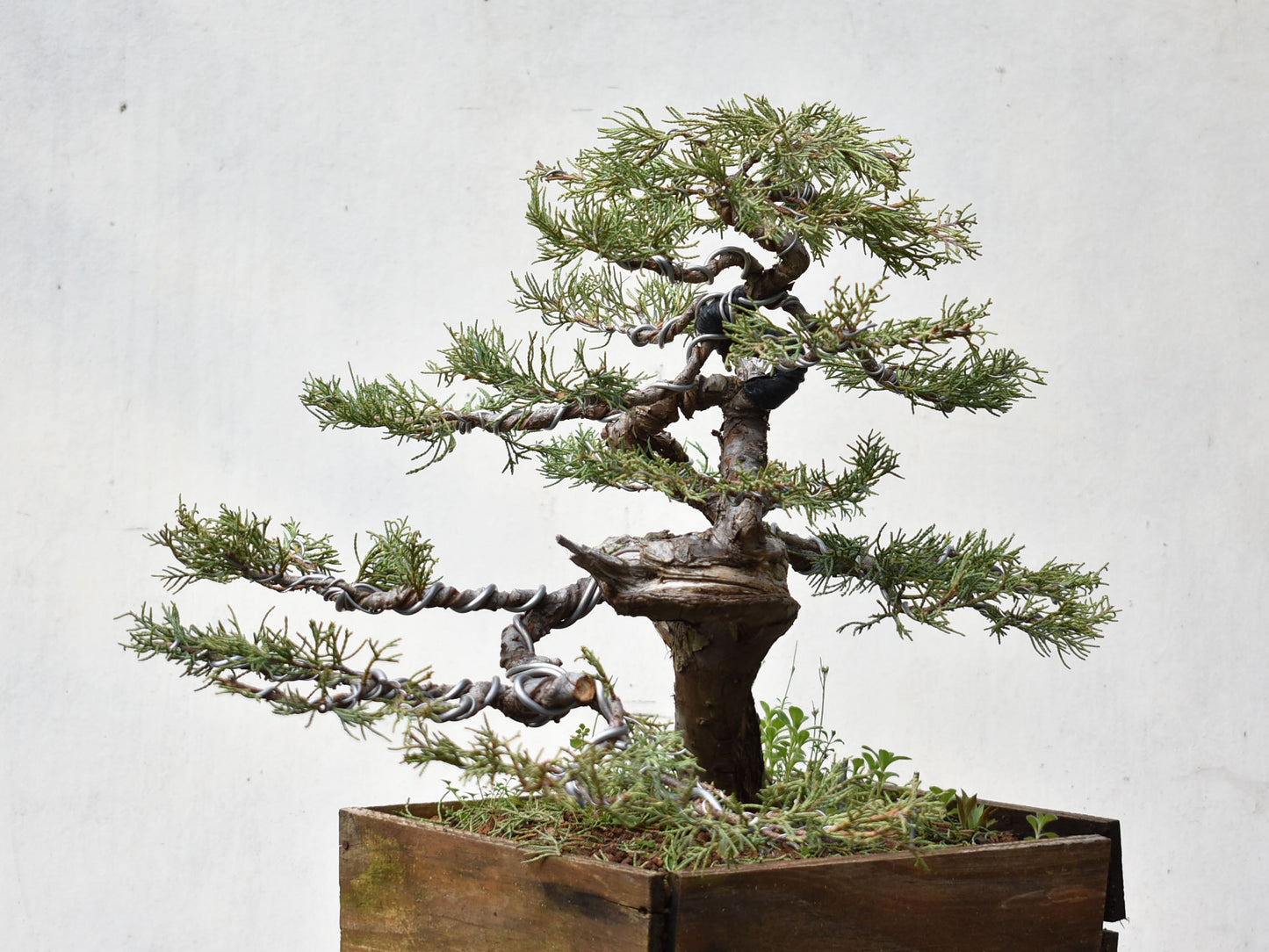ENEBRO (Juniperus )