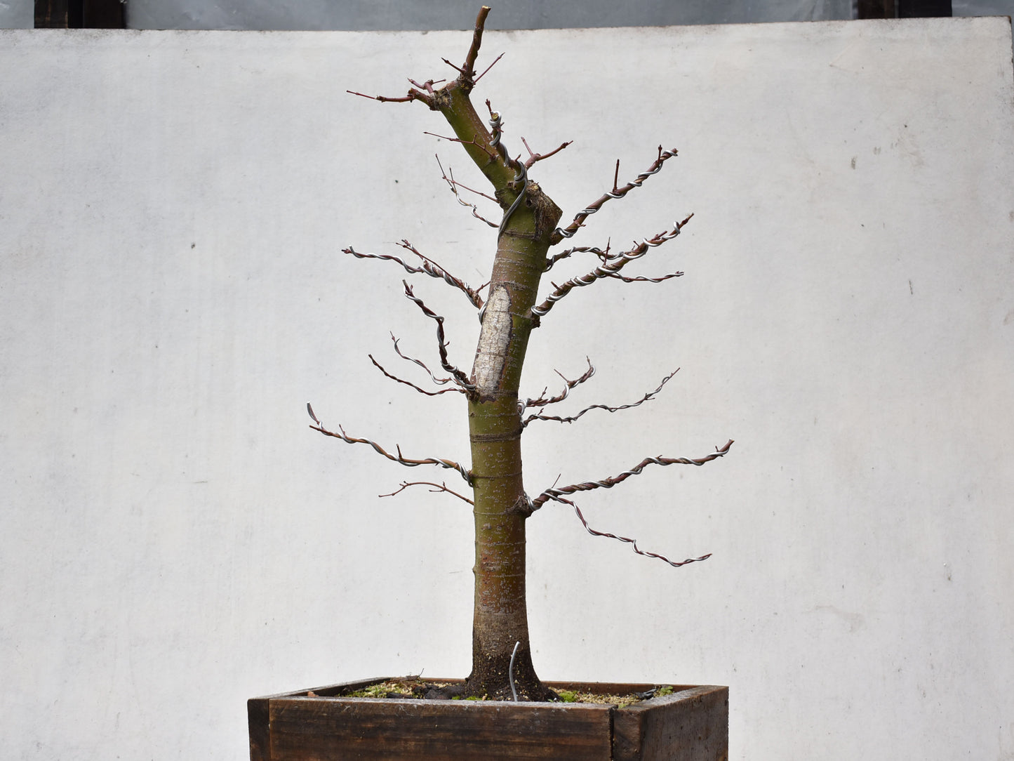 ARCE JAPONES (Acer Palmatum)