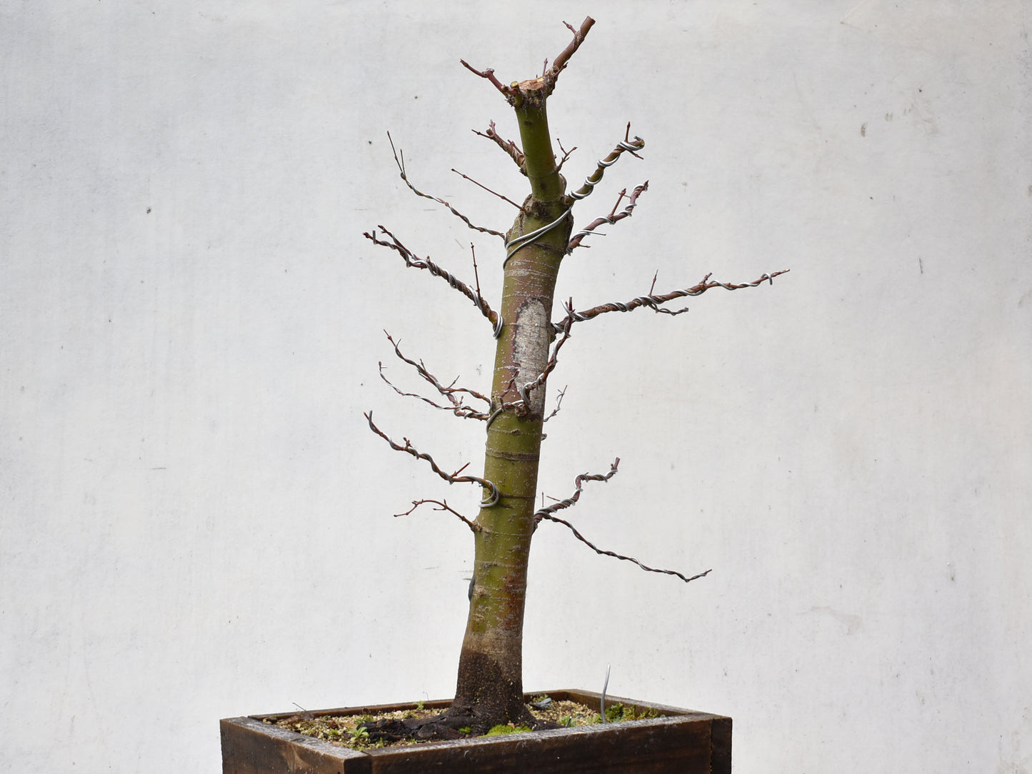 ARCE JAPONES (Acer Palmatum)