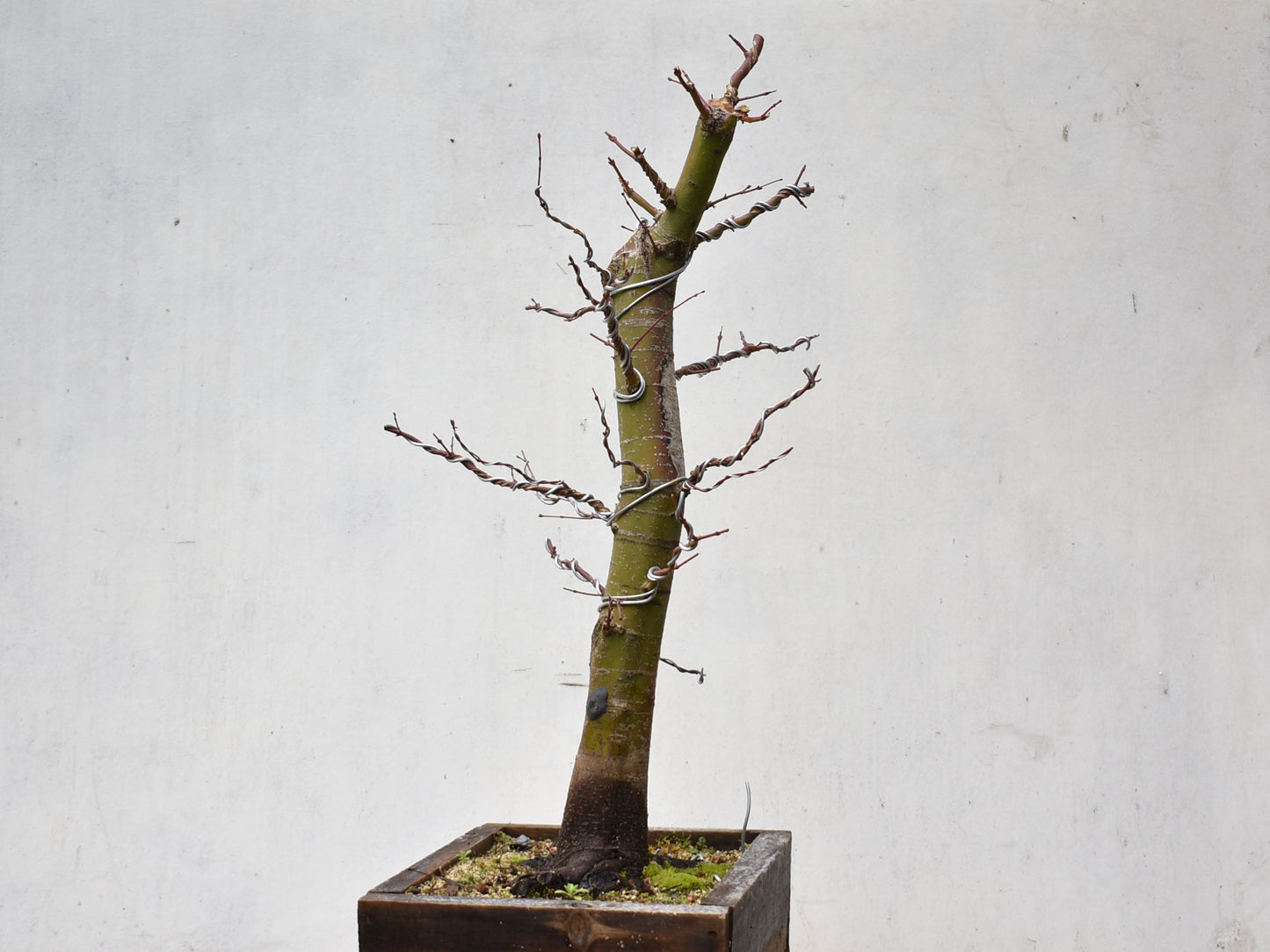 ARCE JAPONES (Acer Palmatum)
