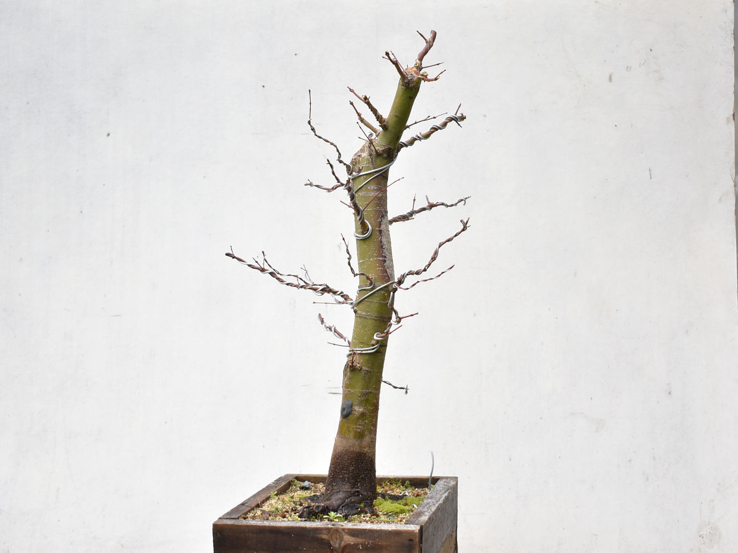 ARCE JAPONES (Acer Palmatum)