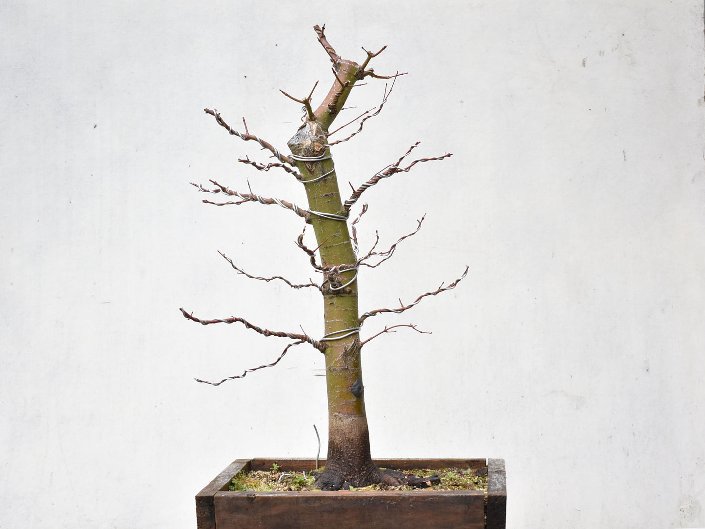 ARCE JAPONES (Acer Palmatum)