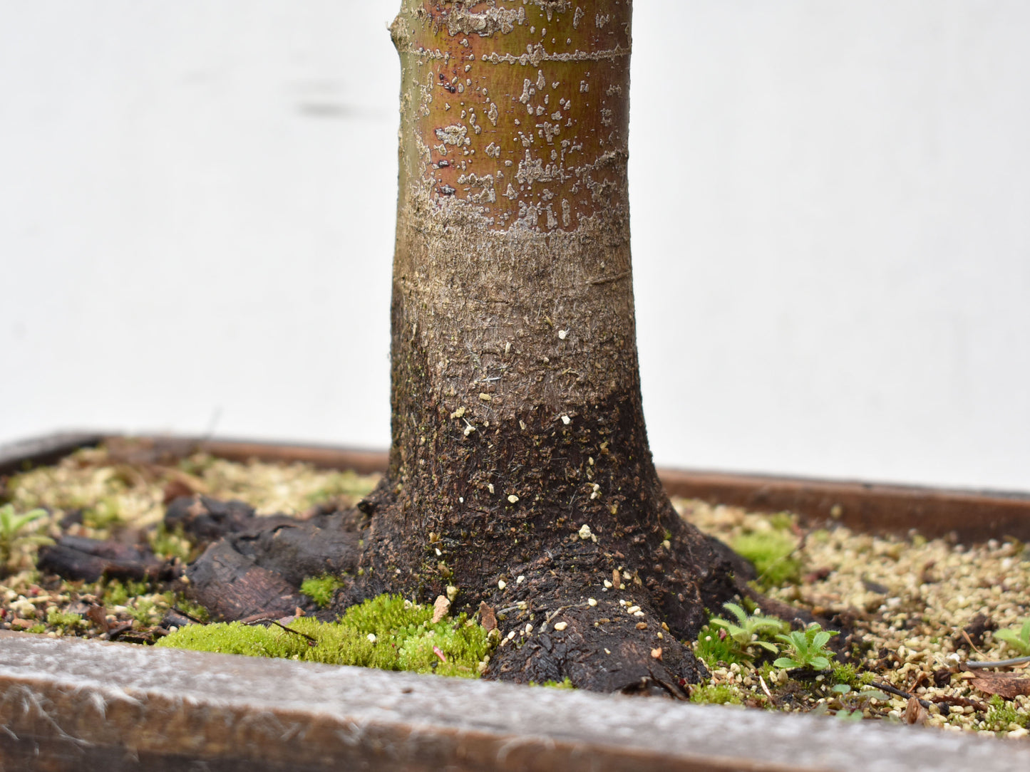 ARCE JAPONES (Acer Palmatum)