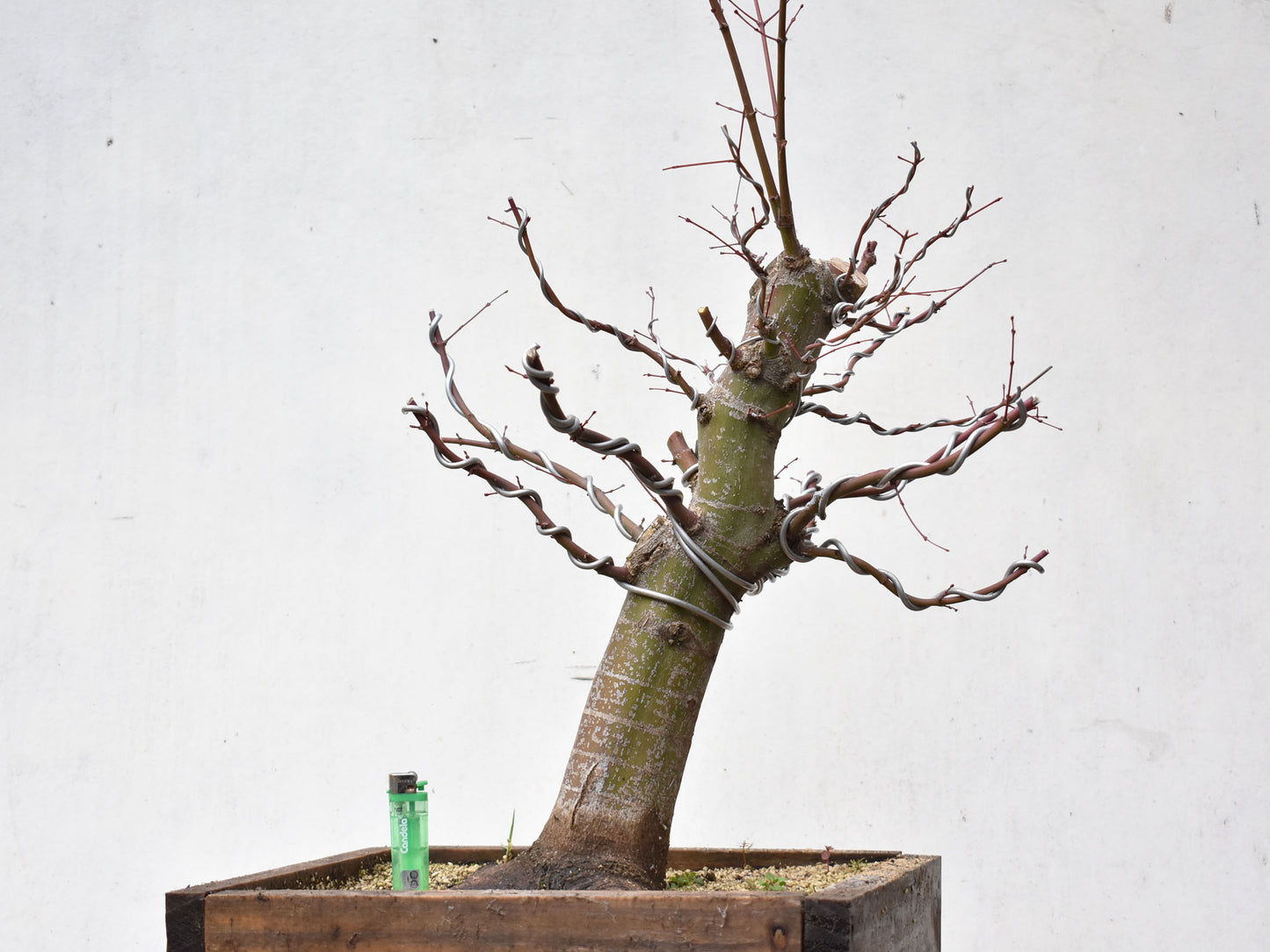 ARCE JAPONES (Acer Palmatum)