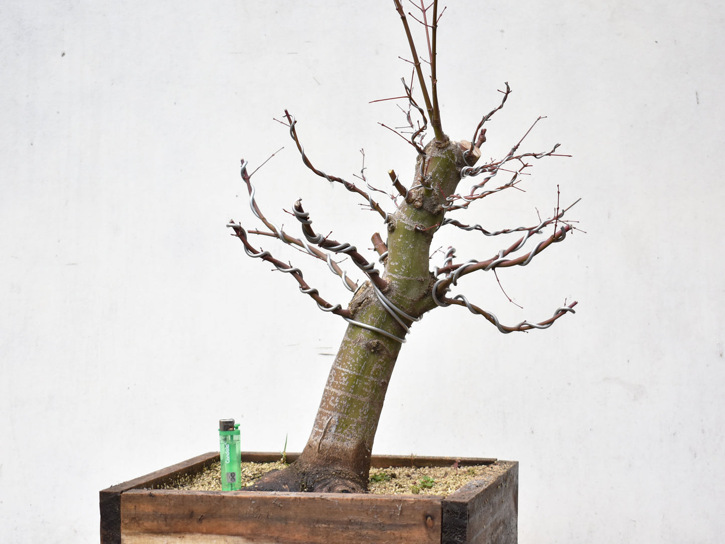 ARCE JAPONES (Acer Palmatum)