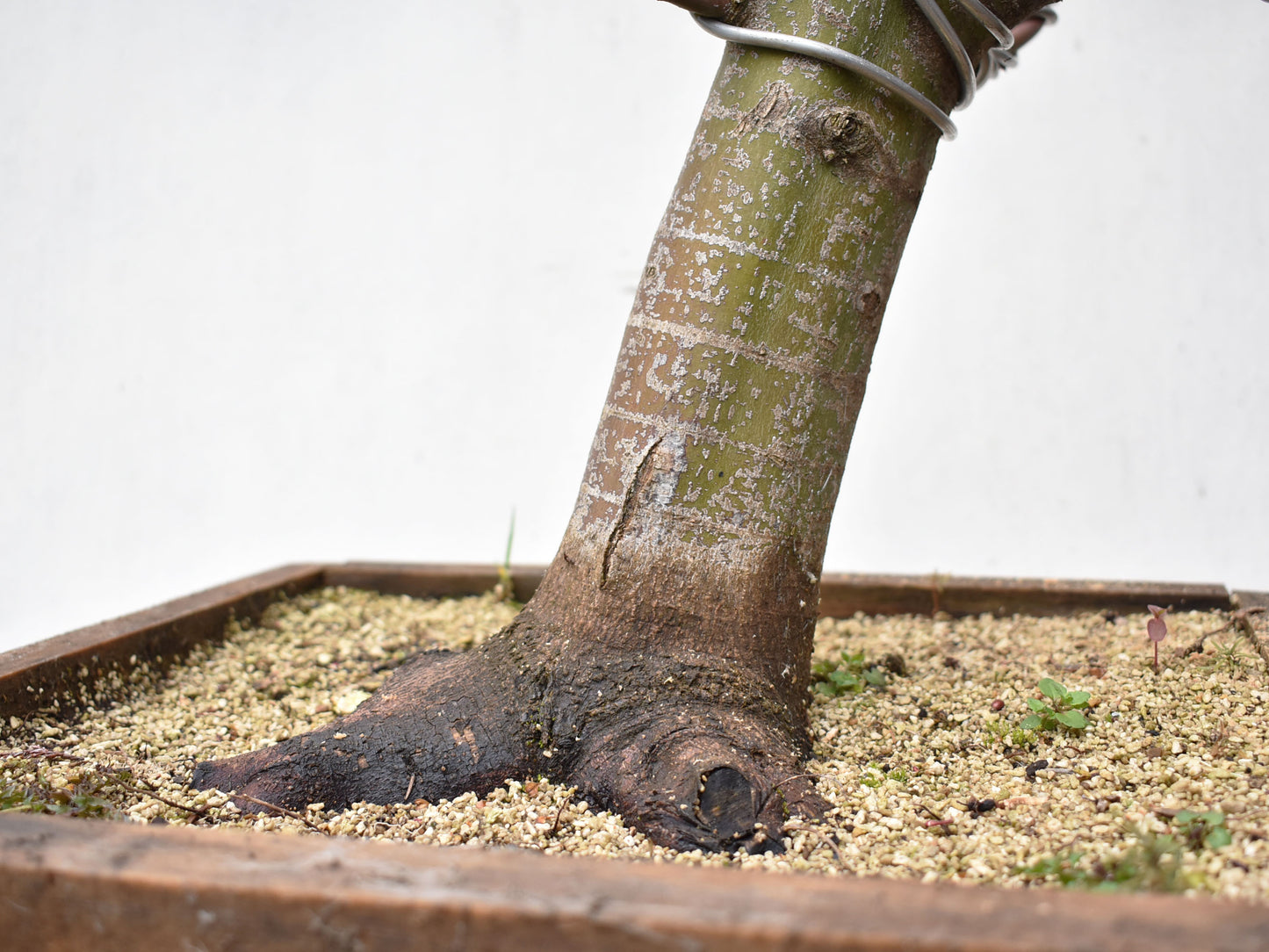ARCE JAPONES (Acer Palmatum)