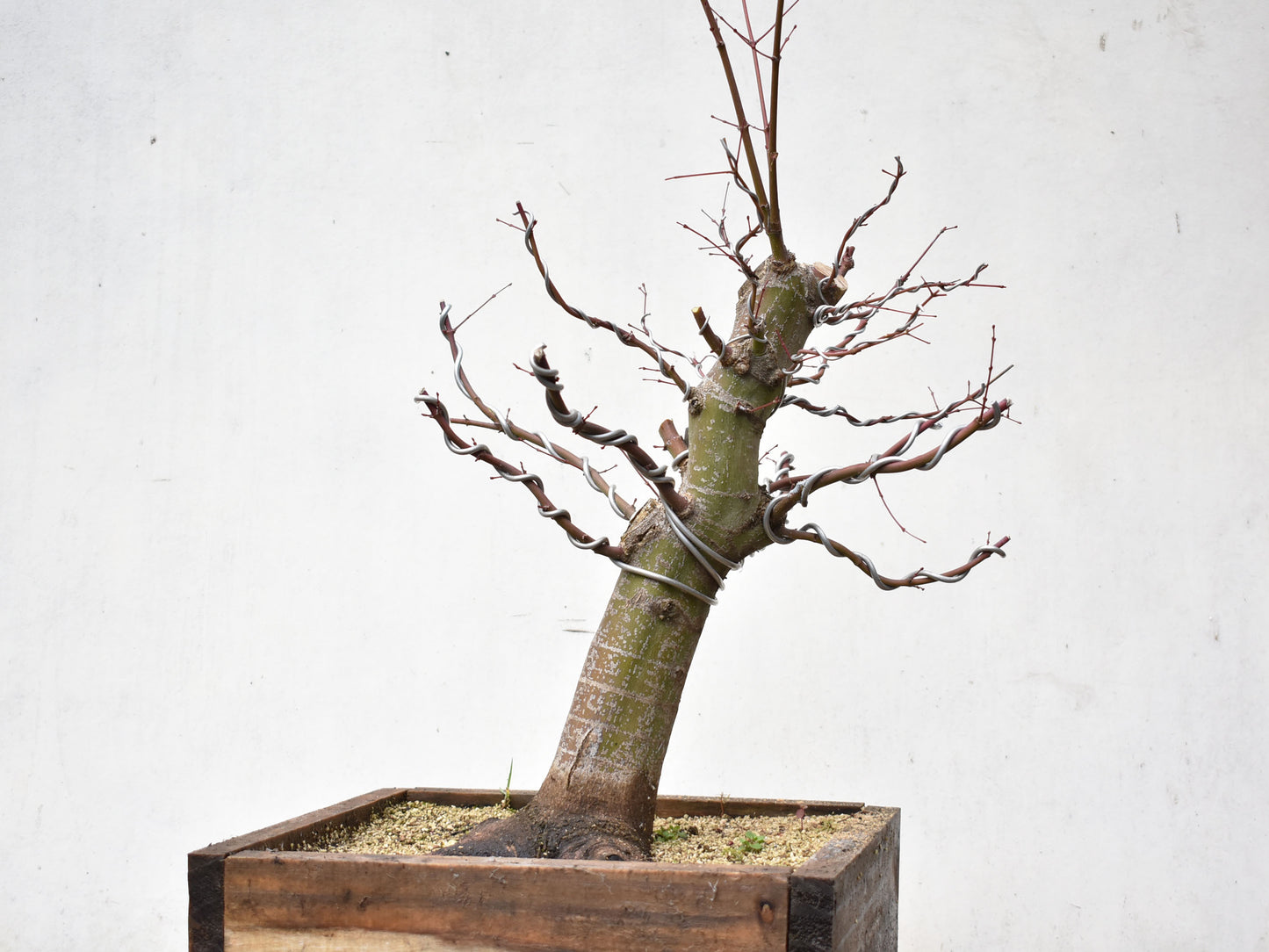 ARCE JAPONES (Acer Palmatum)