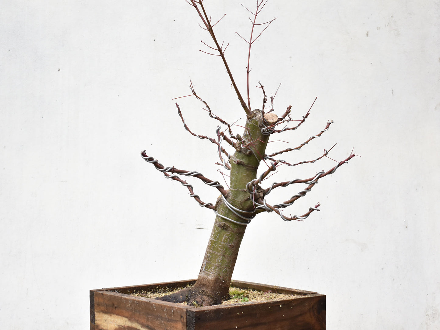 ARCE JAPONES (Acer Palmatum)