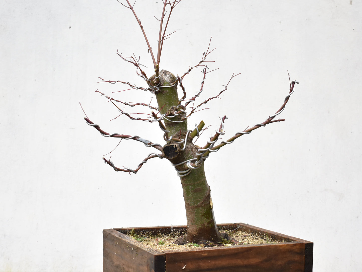 ARCE JAPONES (Acer Palmatum)