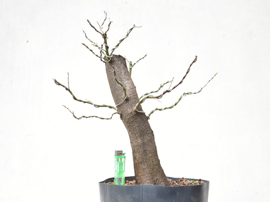 CIRUELO SILVESTRE (Prunus Cerasifera)