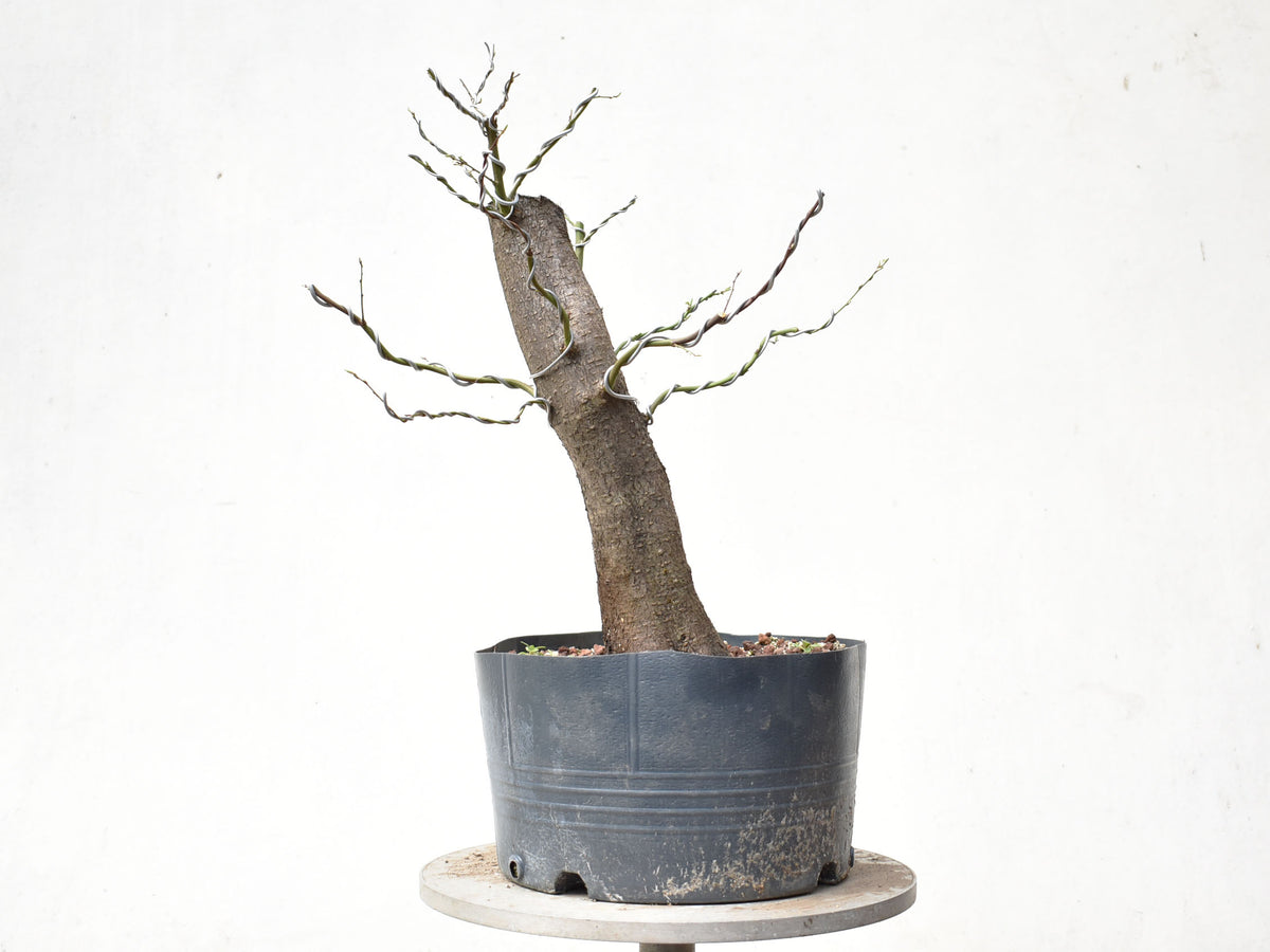 CIRUELO SILVESTRE (Prunus Cerasifera)