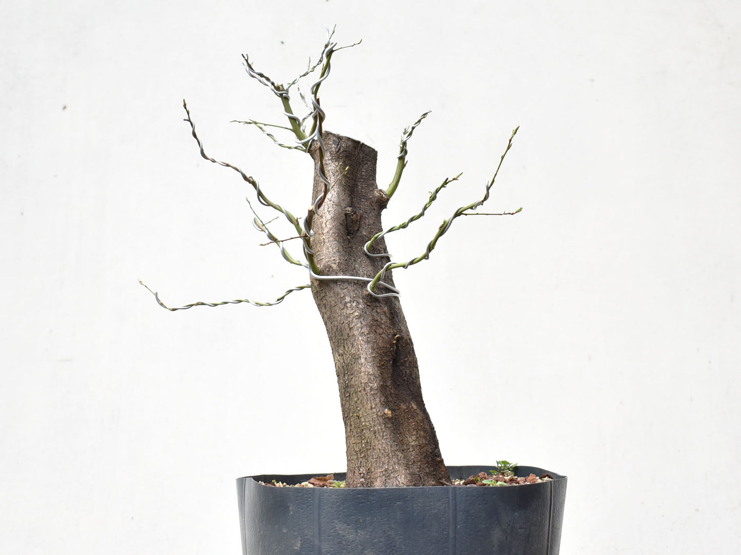 CIRUELO SILVESTRE (Prunus Cerasifera)