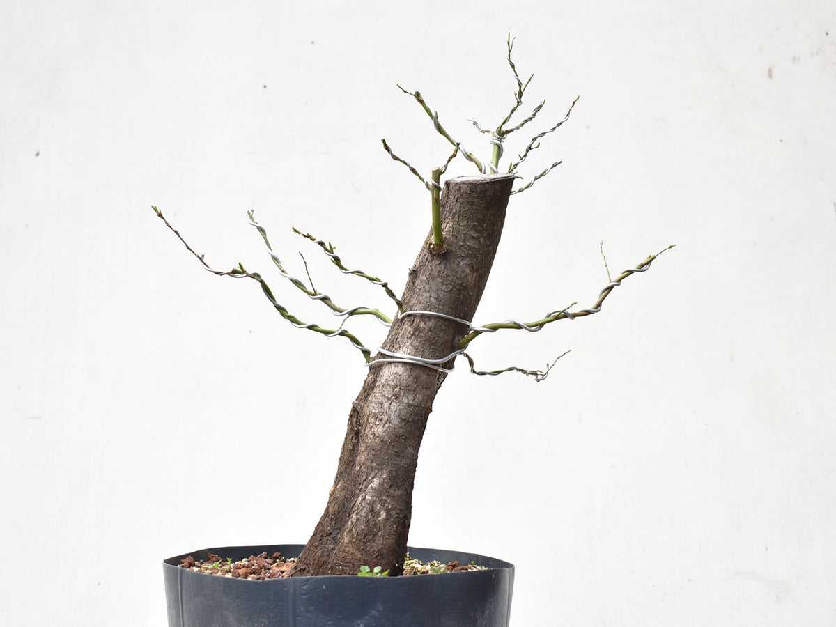 CIRUELO SILVESTRE (Prunus Cerasifera)