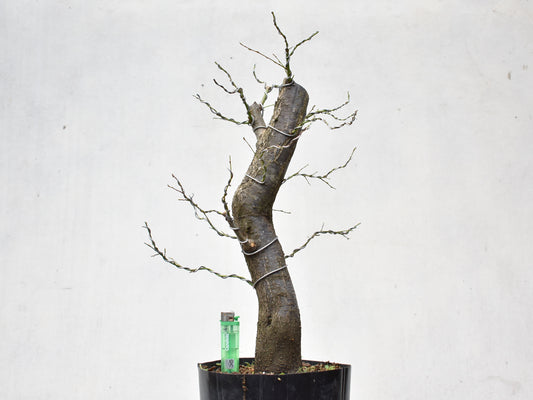 CIRUELO SILVESTRE (Prunus Cerasfera)