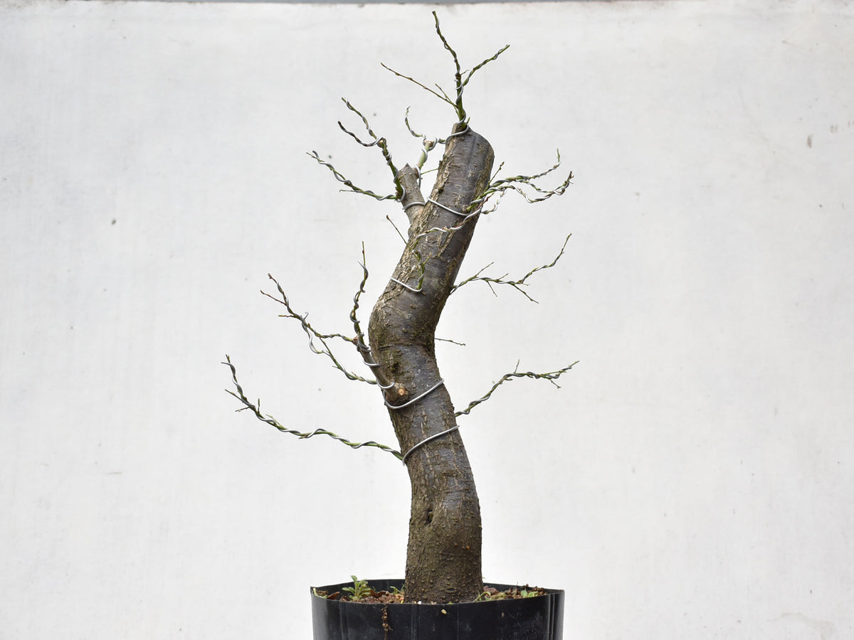 CIRUELO SILVESTRE (Prunus Cerasfera)