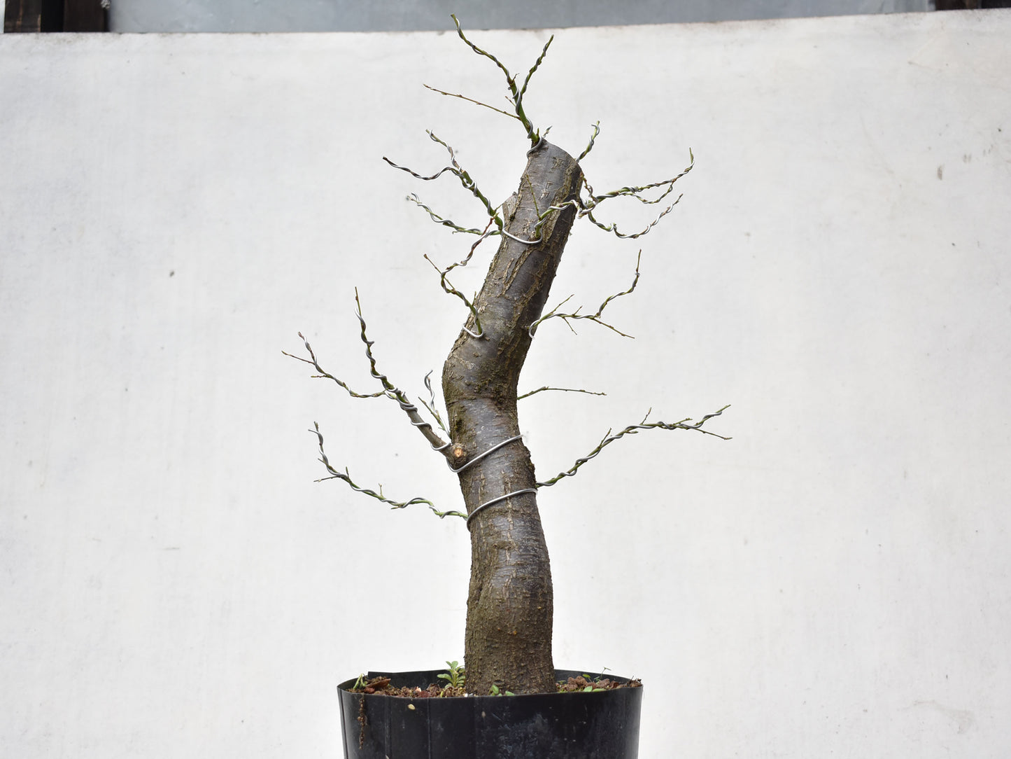 CIRUELO SILVESTRE (Prunus Cerasfera)