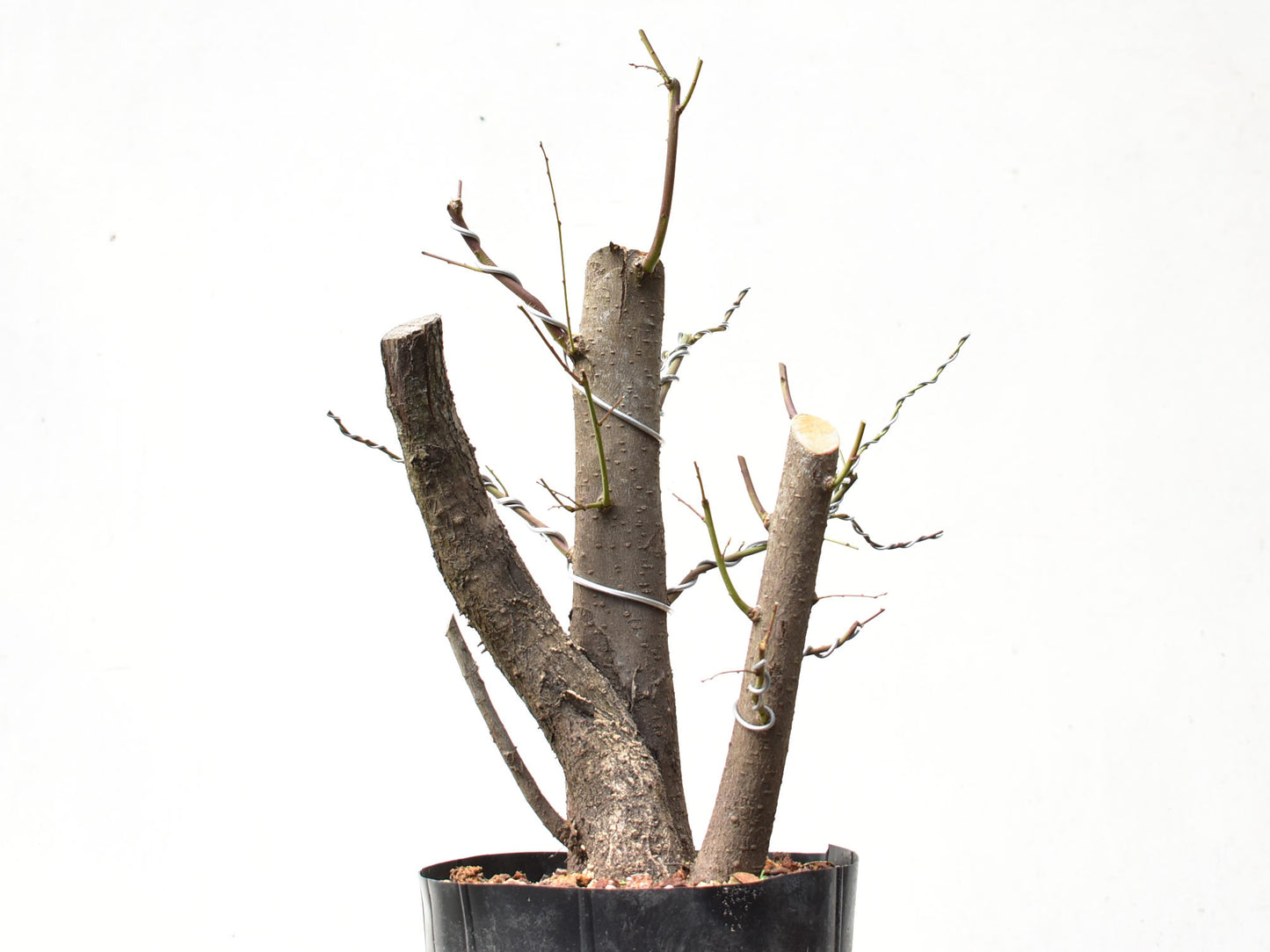 CIRUELO SILVESTRE (Prunus Cerasifera)