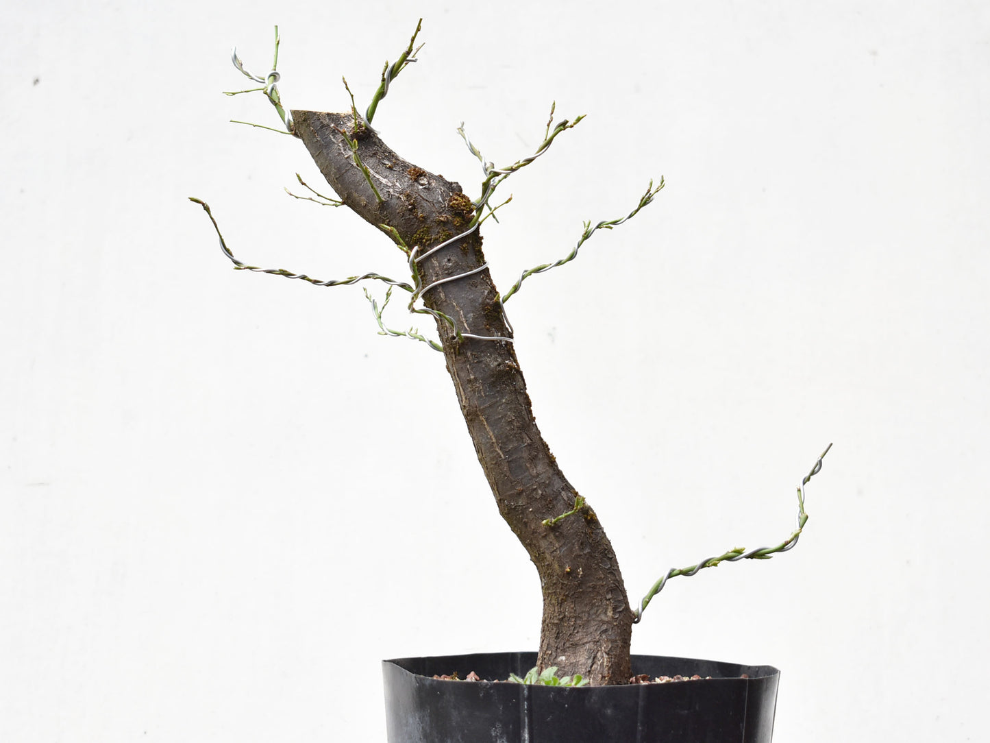 CIRUELO SILVESTRE (Prunus Cerasifera)