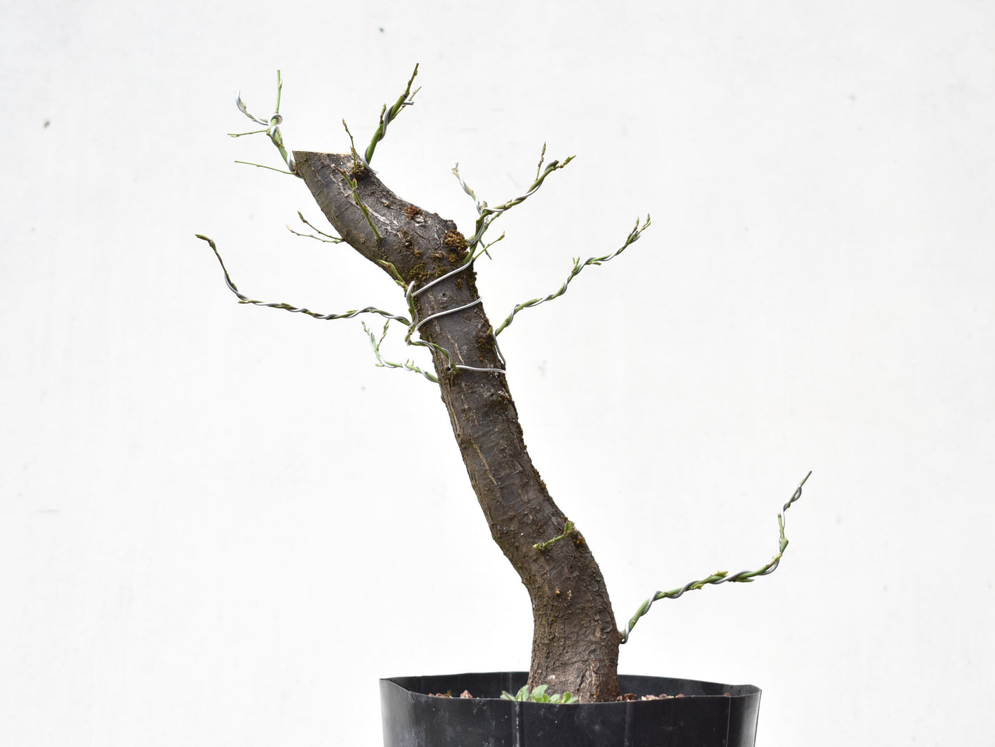 CIRUELO SILVESTRE (Prunus Cerasifera)